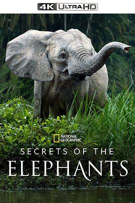 大象的秘密 第一季 Secrets of the Elephants Season 1