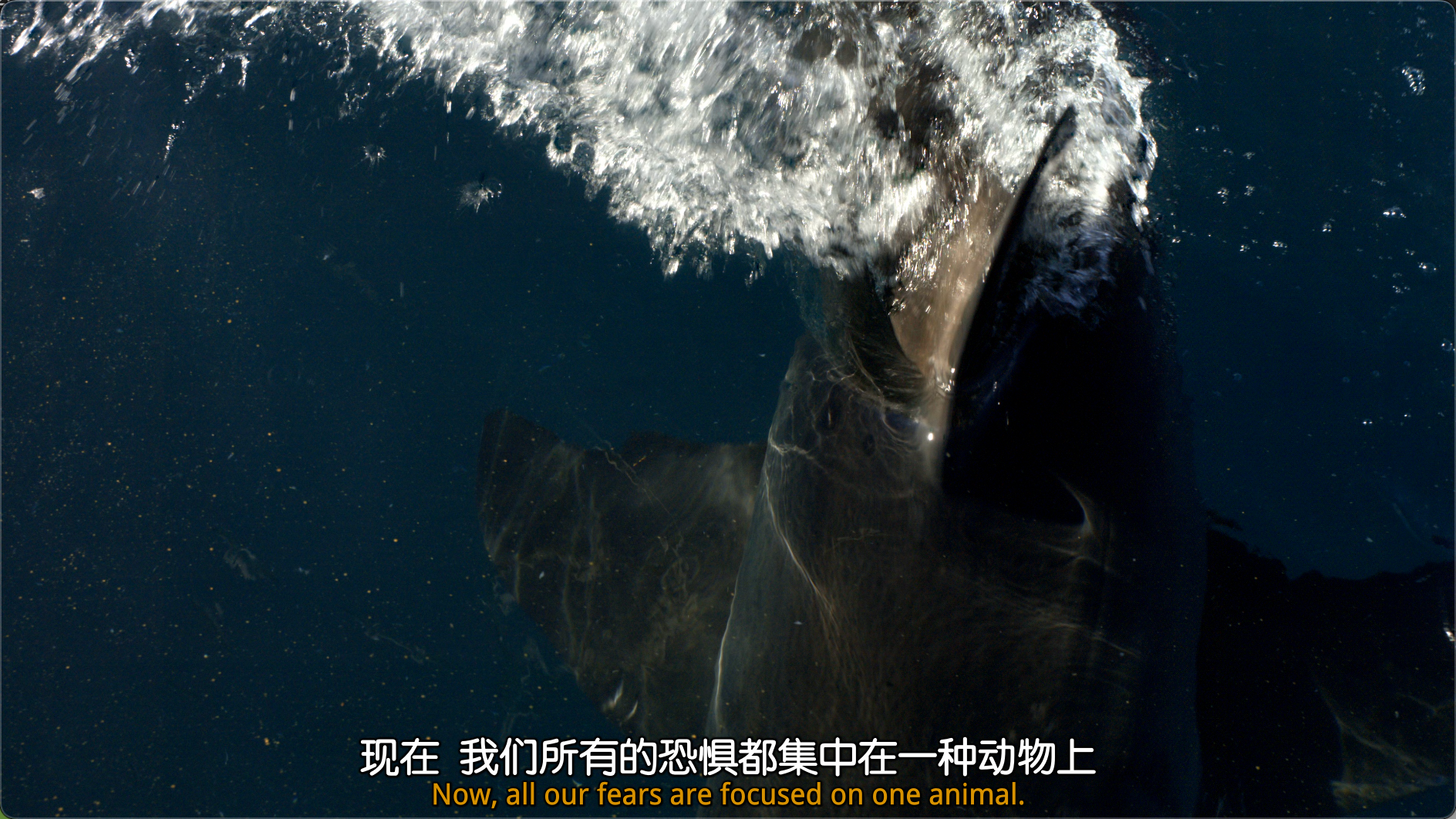 大白鲨 (2013)【纪录片】【4K原盘REMUX】 【SDR】【内封简英双字】【精调字幕】【19.34G】【已刮削】